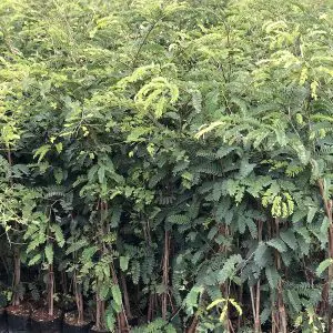 Tamarind Tamarindus Indica