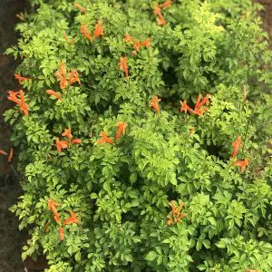 Tecoma Capensis Orange-1