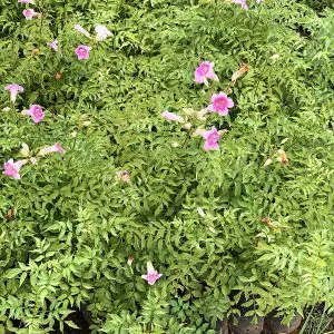 Tecoma Capensis Purple-2