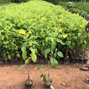 Tecoma Gaudichaudi-1