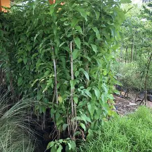 Tecoma Gaudichaudi-2