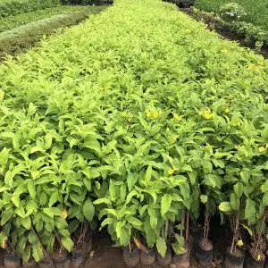 Tecoma Gaudichaudi-3