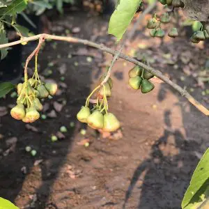 Water Apple Syzygium samarangense