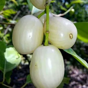 White Jamoon Syzygium Cumini White