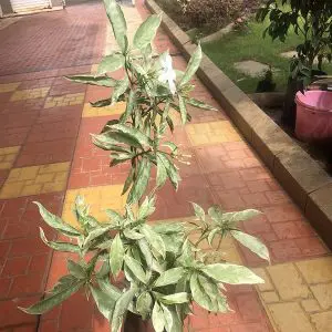 Tabernaemontana divaricata variegata